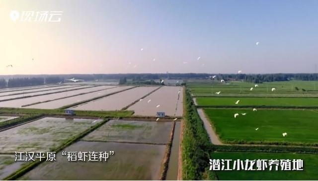 湖北，主要靠气质